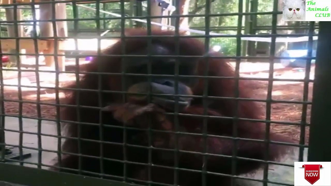 The Orangutan has NO ARMS - But she has the sweetest boyfriend who helps her get around.