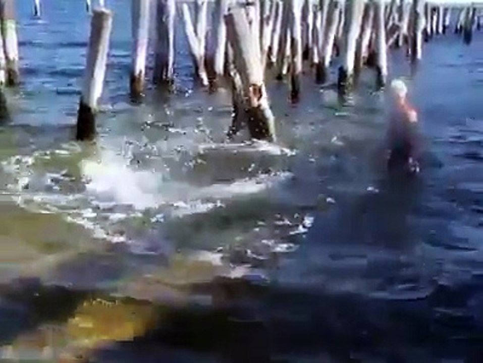 WATCH: 2 Surf Cowboys Corral a Mad Tuna
