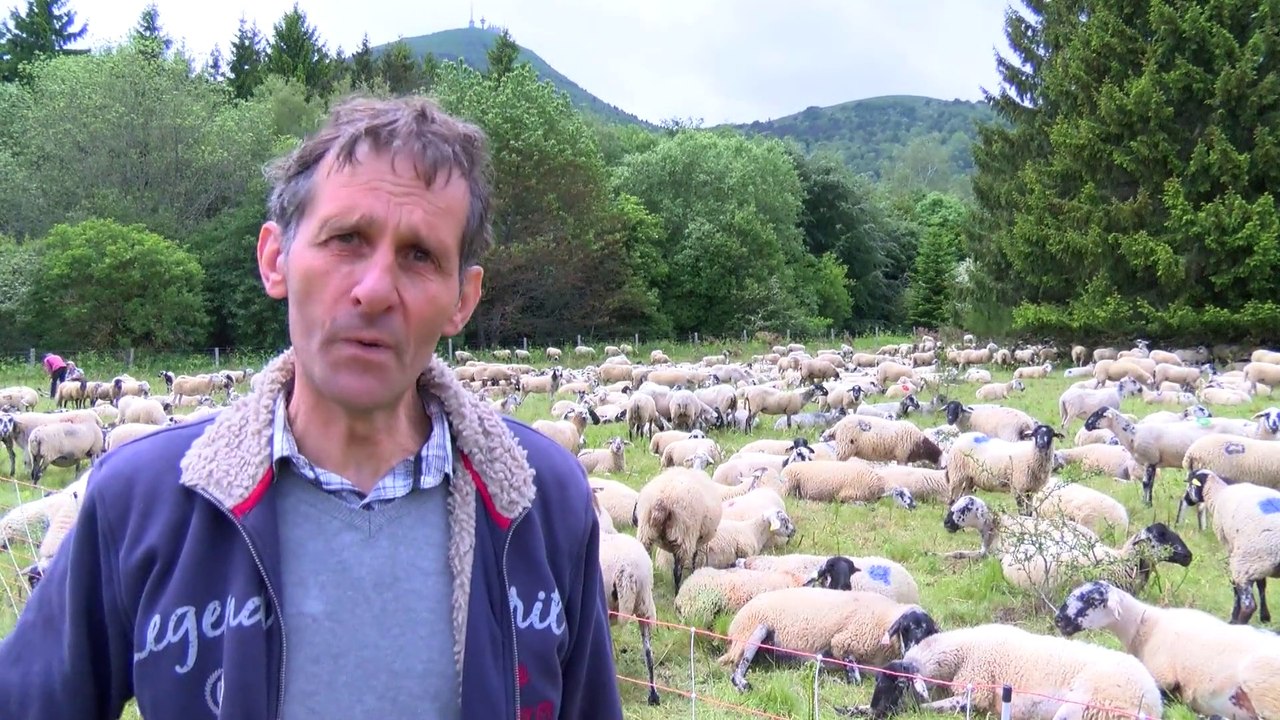 Elevage ovin et Chaîne des Puys