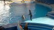 National Aquarium, Dolphin Show - 2
