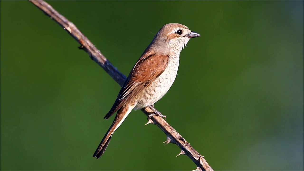 Pie-grièche écorcheur femelle