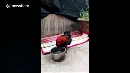 Rooster with one claw breaks its other claw to help it balance