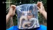 Brazilian activist puts case full of snakes and spiders on his head