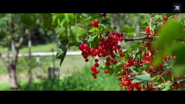 Cyril Dion : la transition énergétique peut créer 684 000 emplois