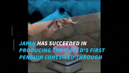 World's first penguin born through artificial insemination