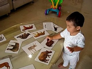 Baby at 15 mths learning wild animal picture cards