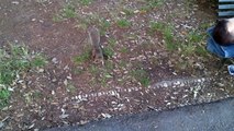Scoiattolo al parco di Nervi a Genova HD parte 1