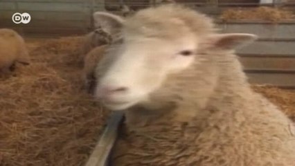 Овечка Долли: 20 лет клонированию (05.07.2016)