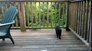 Pointless video of my cat #2