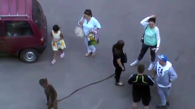 Девушка держит собаку за поводок, собака без намордника, смелые прохожие проходят рядом с собакой!