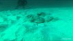 Electric Ray Buries Himself in the Sand