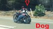 Patriotic Biker Straps His Dog to Motorcycle on 4th of July