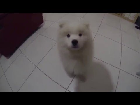 Samoyed Pup Grows Up Super Fast