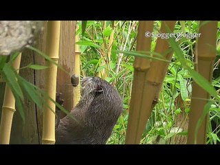 Otter Playing With Stone Is Otterly Adorable