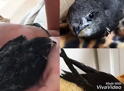 15 республик 1551