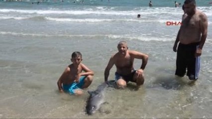 Yaralı Yunusu Kurtarmak İçin Her Yolu Denediler