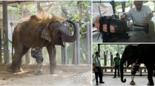 Criou prótese gigante para elefante que perdeu uma perna ao pisar uma mina