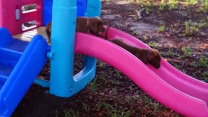 Cutest Animals of the Week June 16th_2