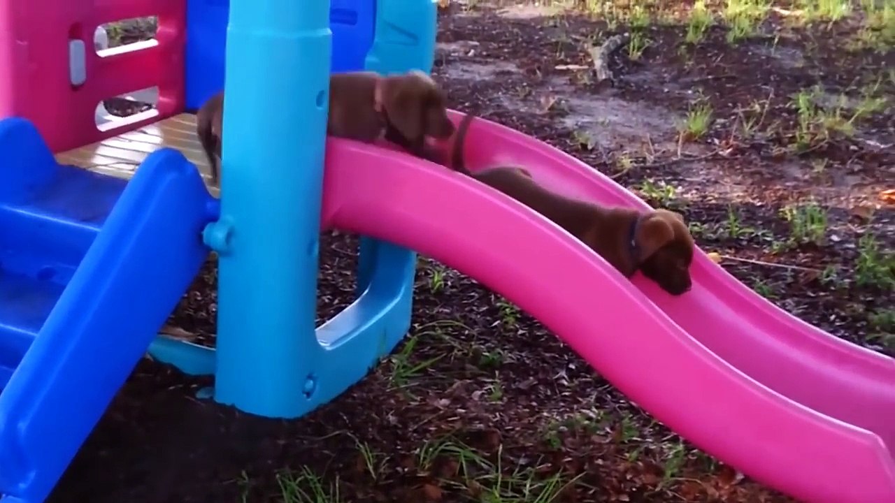 Cutest Animals of the Week June 16th_2