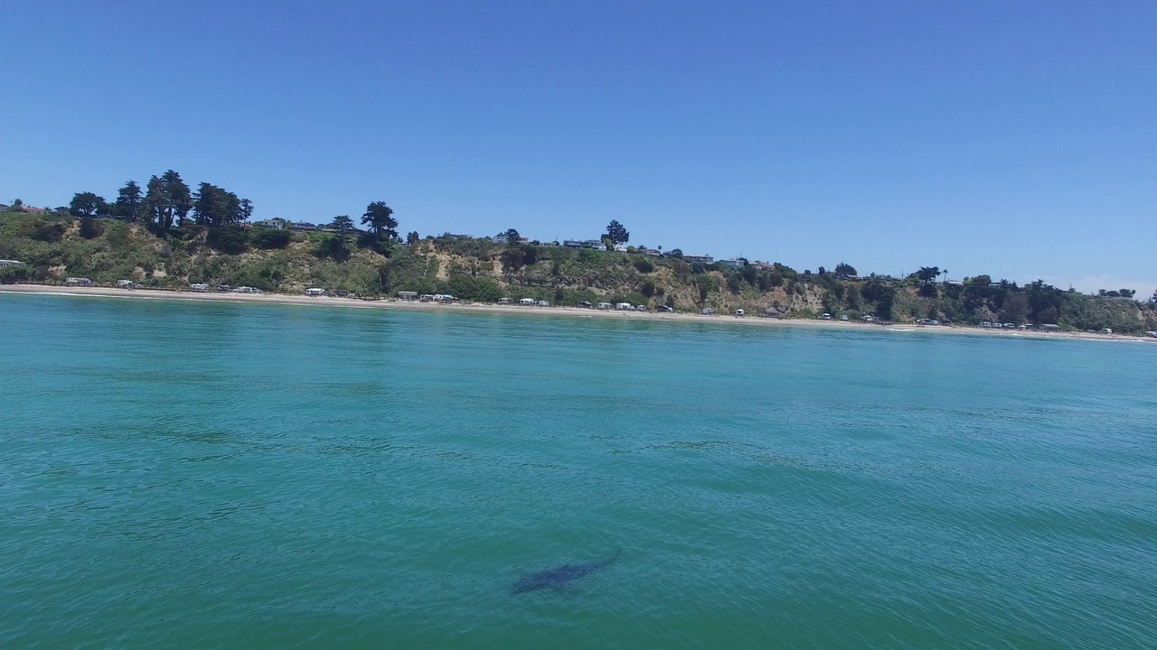 Flying with a Great White Shark