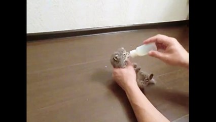 Маленькая жадина. Смешные приколы кошки