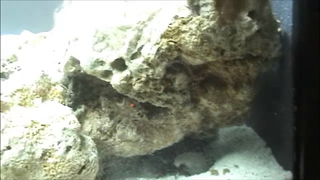 BioCube 29
