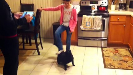 Массажное удовольствие. Смешные приколы кошки