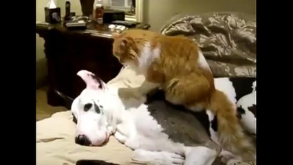 Мастер акупунктуры. Смешные приколы собаки кошки