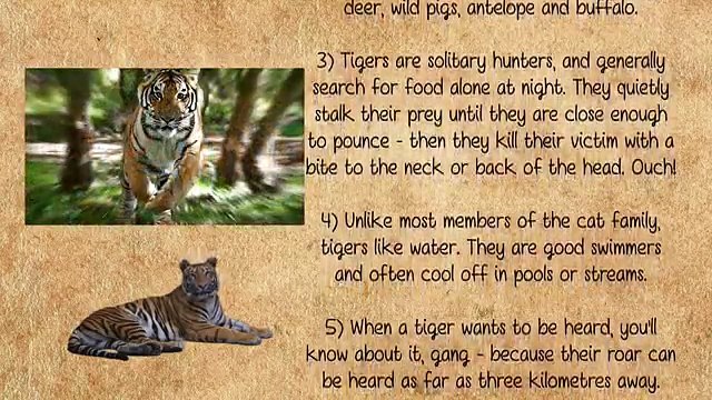 10 Fierce Facts About Tigers Ten Tiger Facts Interesting Facts #IF