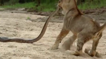 Python VS Lion - Python attack Lion