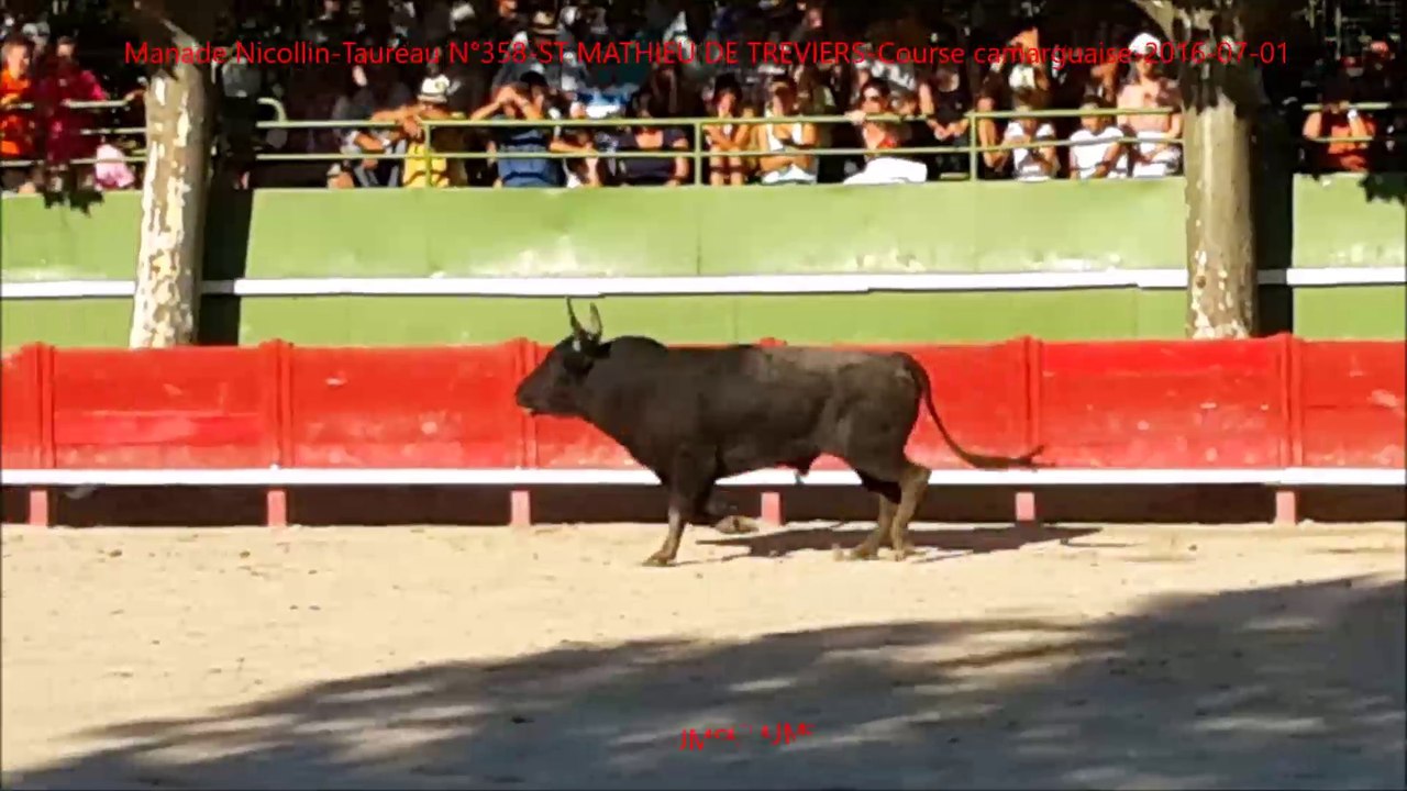 Manade Nicollin-Taureau N°358-ST MATHIEU DE TREVIERS-Course camarguaise-2016-07-01