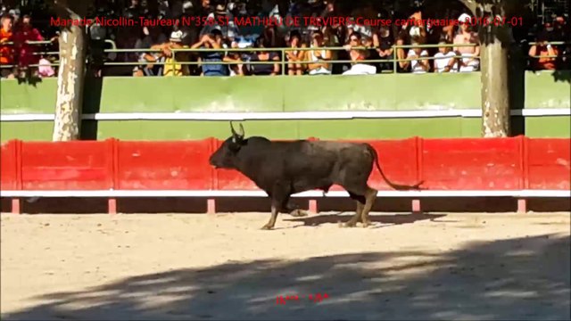 Manade Nicollin-Taureau N°358-ST MATHIEU DE TREVIERS-Course camarguaise-2016-07-01