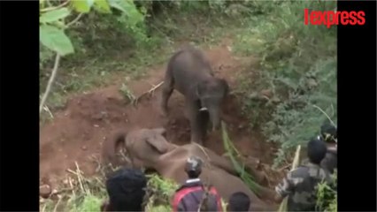 Inde: cet éléphanteau refuse d'abandonner le corps de sa mère