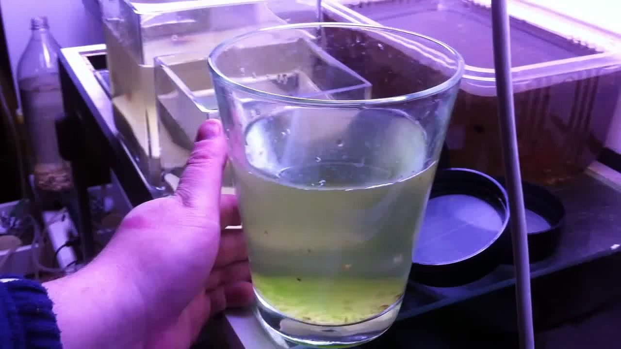 Albino triops - 10 days old