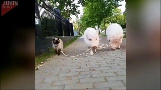 VIDEO- Pig filmed taking a cat for a walk -