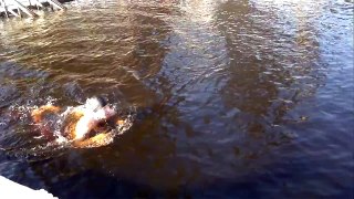 Ice swimming Finland 25 m