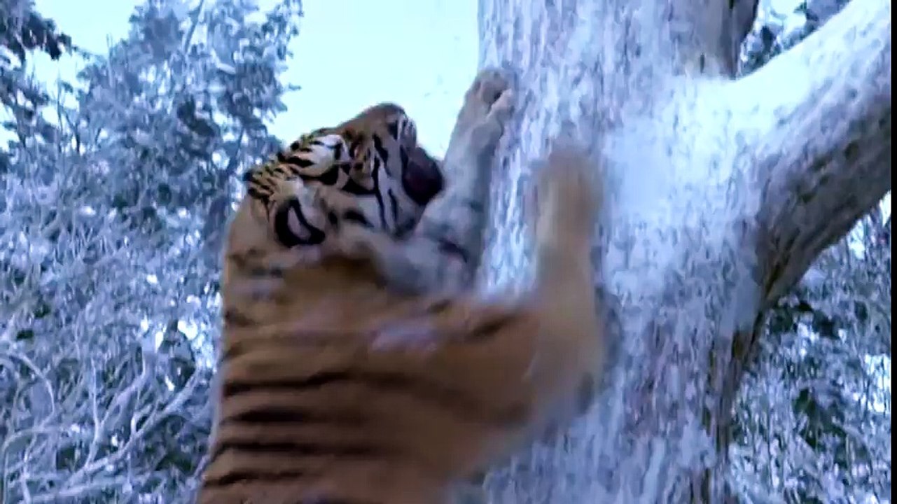 The Taking Of Tiger Mountain-The Best Tiger Scene