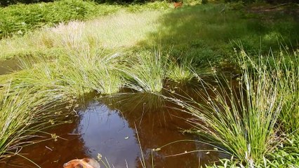 Spotting Deer At Beekhuizen