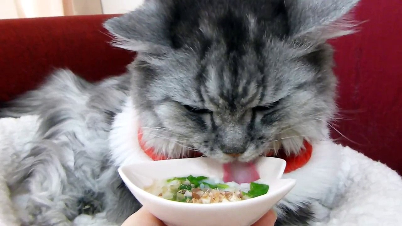 21歳老猫モモちゃん、七草粥を食べて22歳になるのにゃん！