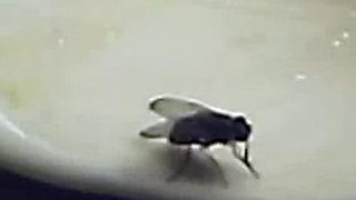 Fliege 1 2