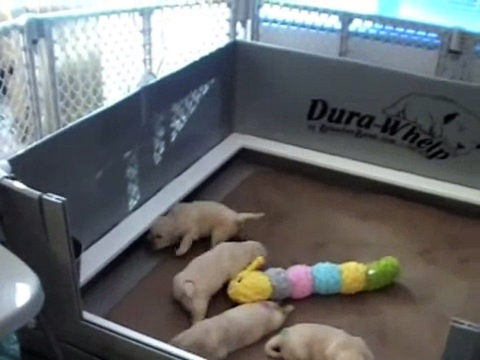 Belle's Puppies at Day 17