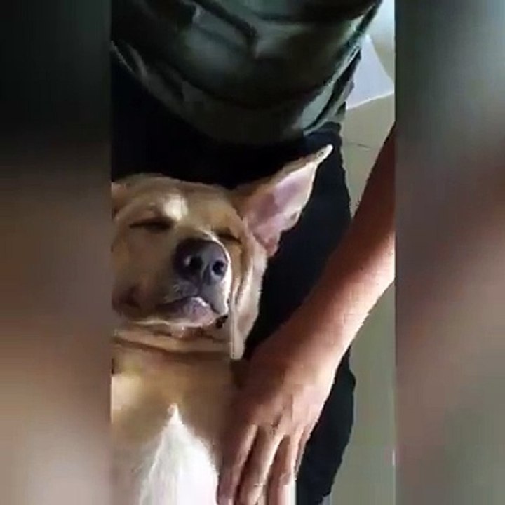 Dog Massa