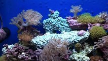 25 gallon Nano Reef , 25 gallon saltwater aquarium