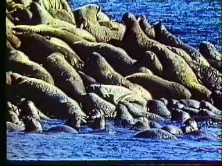 Wildlife Mysteries - The Living Arctic (Part 2/2)