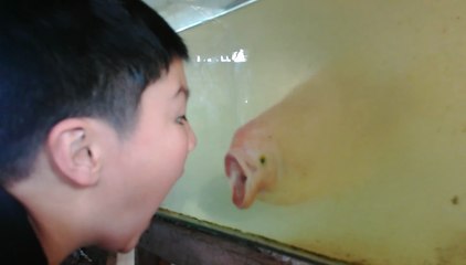 Un poisson imite les grimaces d'un petit garçon