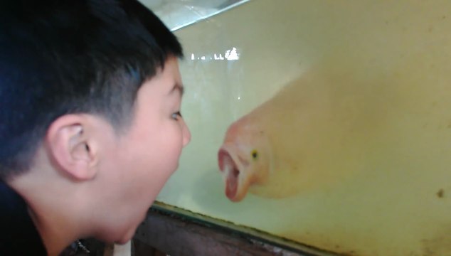 Un poisson imite les grimaces d'un petit garçon