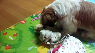 PetBook - User video on 2016-02-12/19:57:50