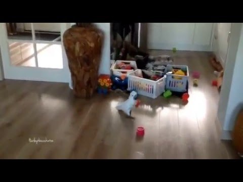 Cockatoo Relentlessly Throws Plastic Bottle Around Room
