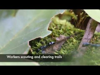 Ant Colony Keeps Busy Clearing Trails