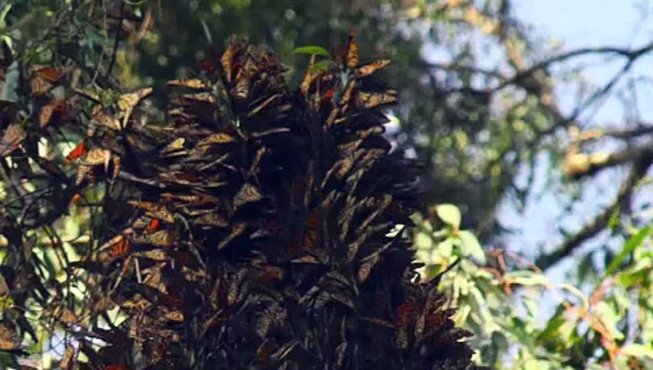Monarch Butterflies Nov 22, 2011